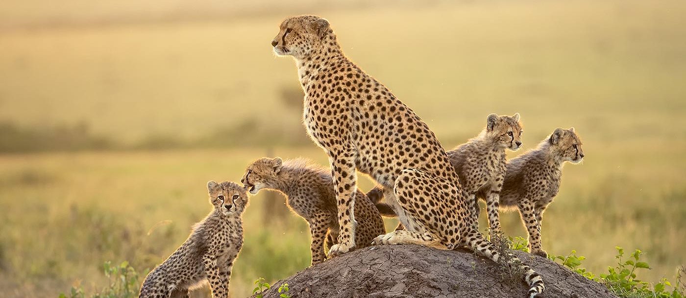 Dodi Safaris