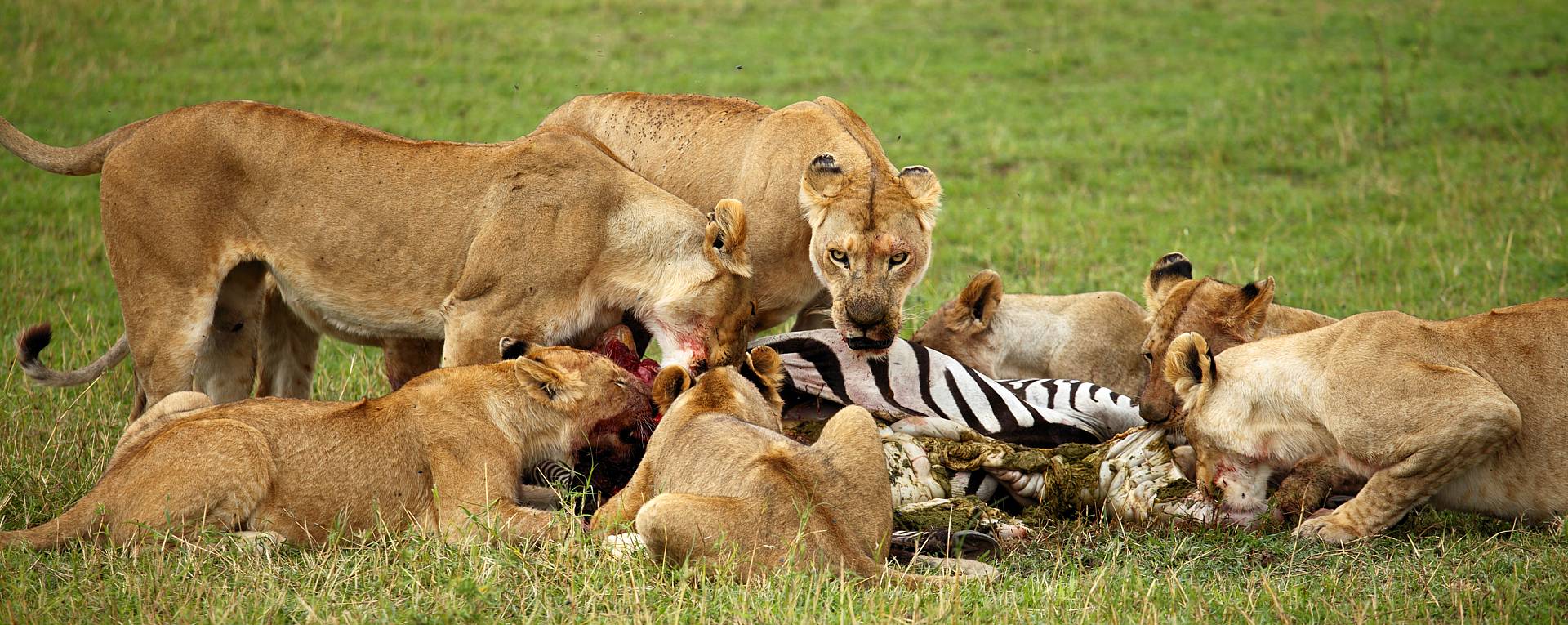 Dodi Safaris