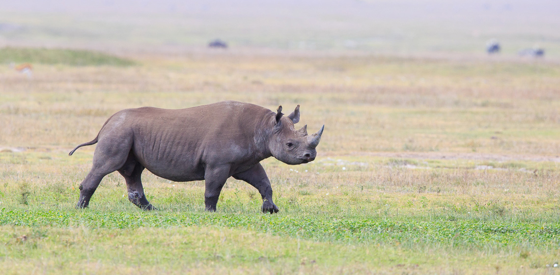 Dodi Safaris