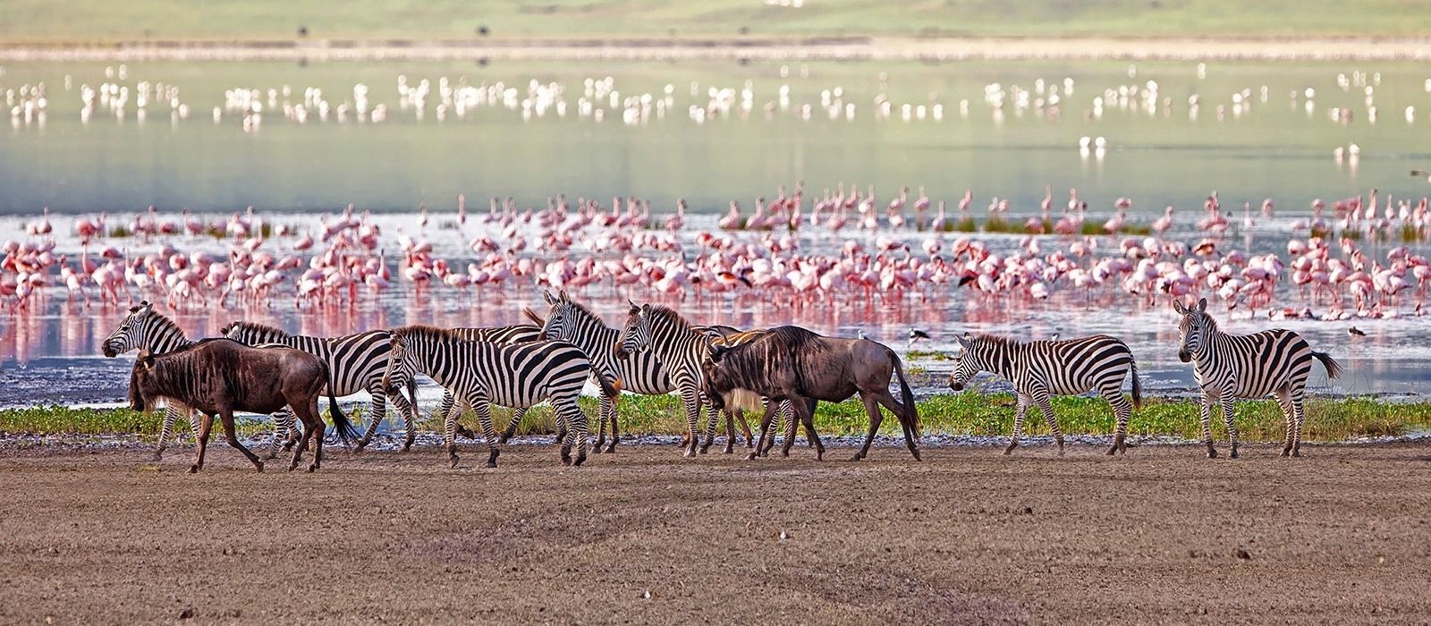 Dodi Safaris