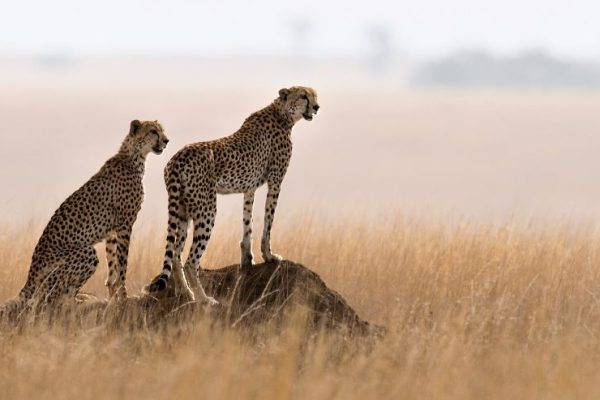 cheetah serengeti