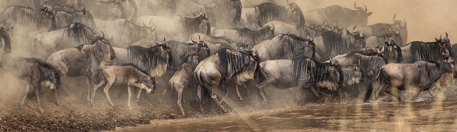 Dodi Safaris