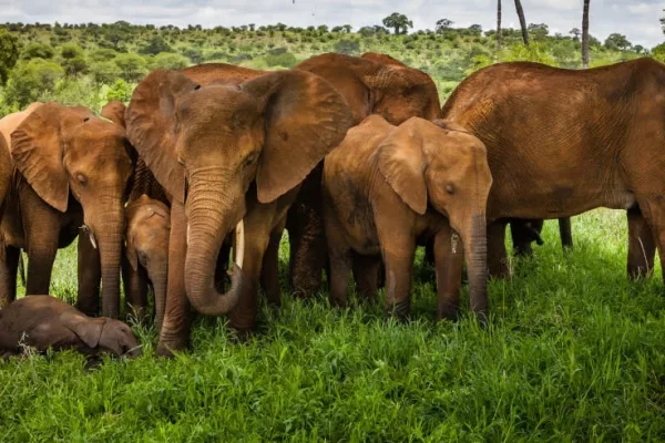 safari-parque-tarangire