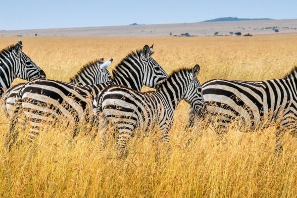 zebra mikumi national park