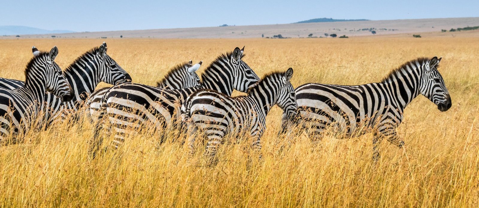 Dodi Safaris